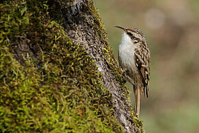 Les oiseaux du domaine de Givray