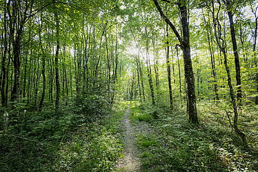 Forêt de Saint-Sauvant