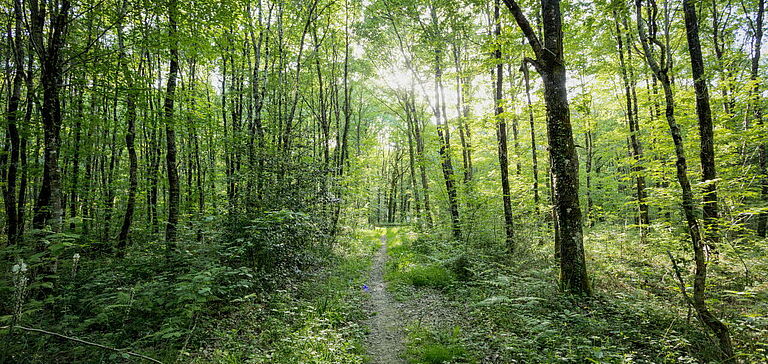 Forêt de Saint-Sauvant