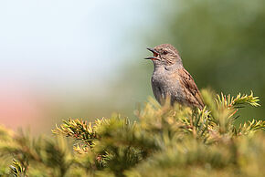 Photo d'un oiseau