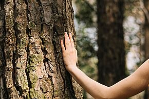 Photo d'une personne qui touche un arbre