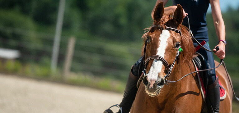 Cavalier sur un cheval