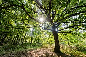 Photo d'un arbre