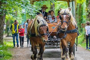 Image d'un attelage de cheval