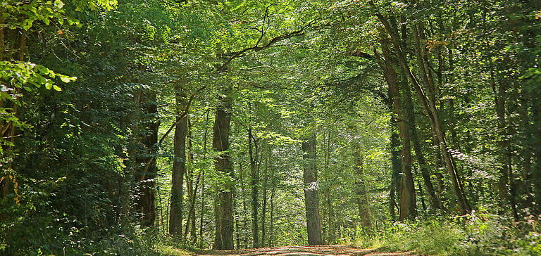 Forêt de Moulière