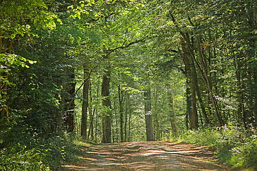 Forêt de Moulière