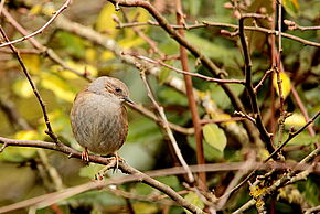 Photo d'un oiseau