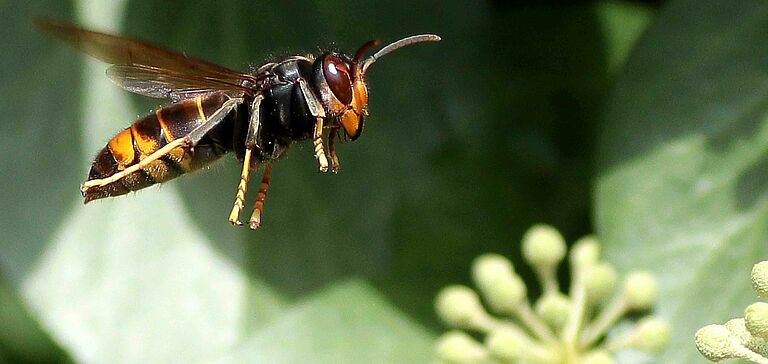 Frelon asiatique