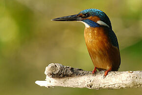 Photo d'un oiseau sur une branche