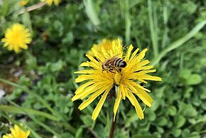 Photo d'un abeille sur une fleur jaune